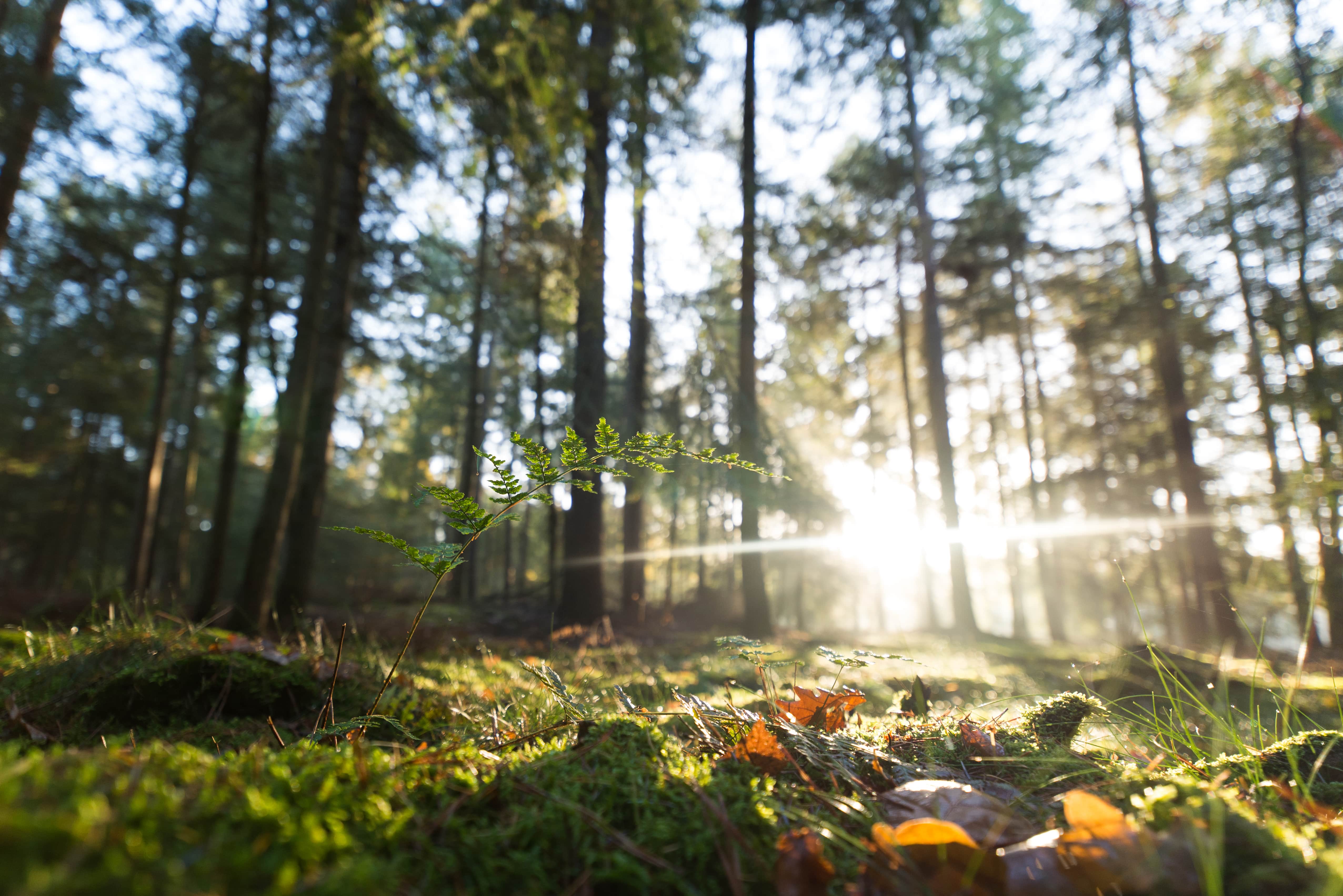 liggend natuurgebied 